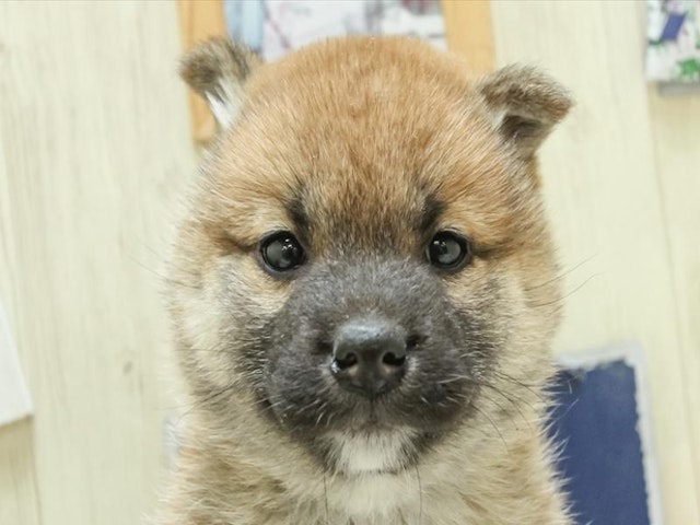 静岡県の柴犬(標準サイズ) (ペッツワン浜松雄踏店/2024年1月17日生まれ/女の子/赤)の子犬